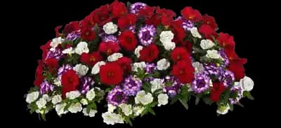 Trixi® Plant Combinations from Selecta