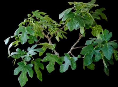 Fignomenal Fig Tree