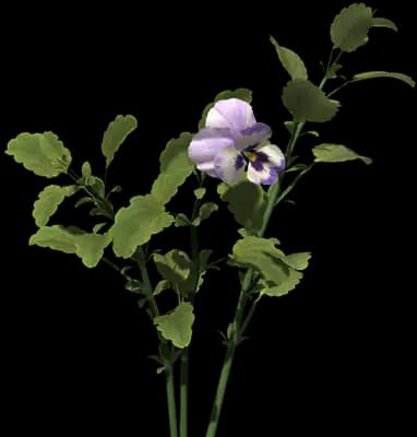 Garden Pansy