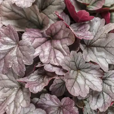 Dolce® Silver Gumdrop Coral Bells
