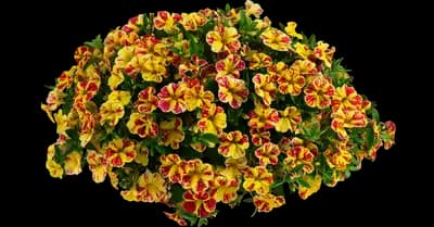 LIA Abstract Lemon Cherry Calibrachoa hybrida