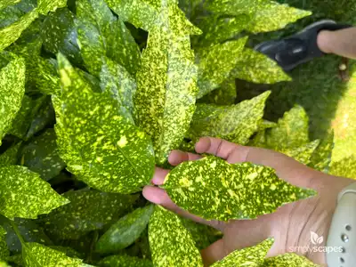 Japanese Laurel