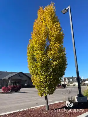 Japanese Zelkova Trees