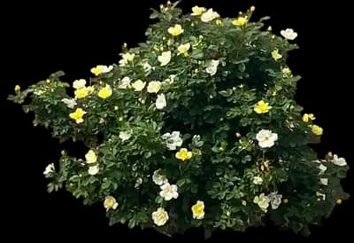 Radsunny Sunny Knock Out® Rose