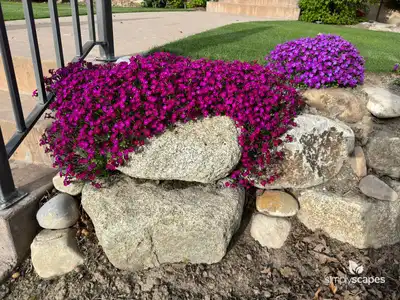 Rock Cress Plants