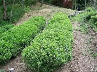 Tea Plant