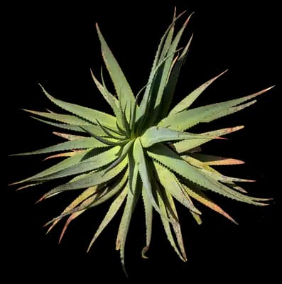 African Aloe