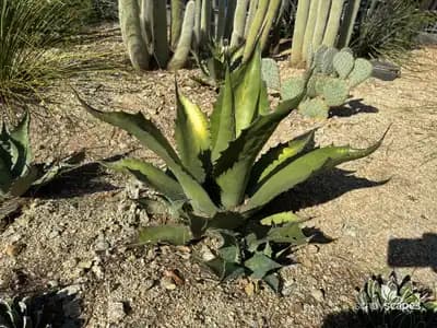 Shaw's Agave