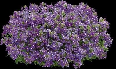 Bluebird Nemesia