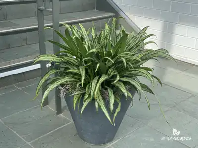 Silver Queen Aglaonema