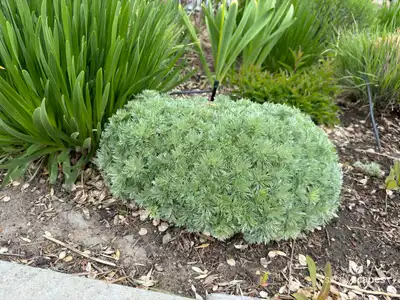 Fringed Sagebrush Wormwood