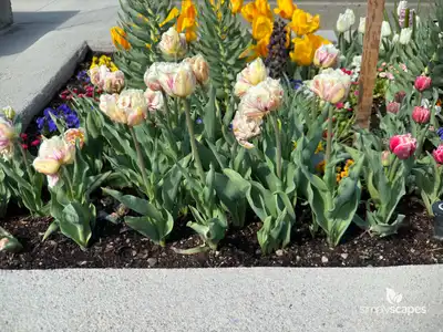 Tulip 'Flamingo Margarita'