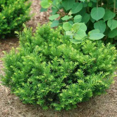 Pacific Yew