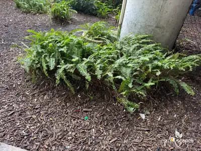 Sword Fern