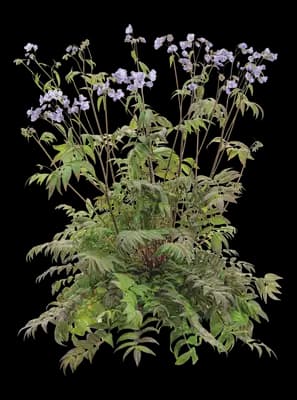 Heaven Scent Jacob's Ladder