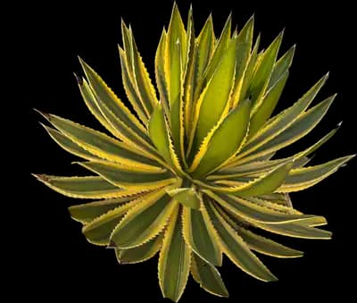 McKelvey's century plant