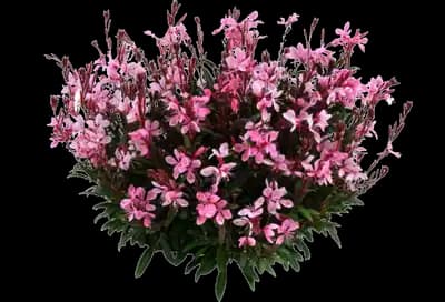 Steffi™ Blush Pink Improved Gaura lindheimeri