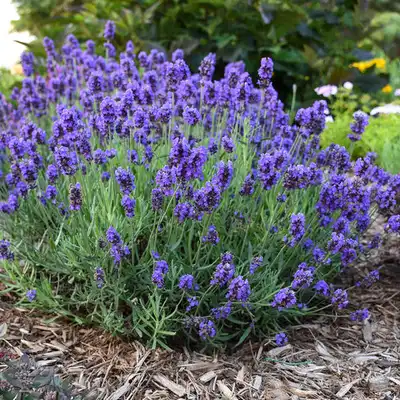 English Lavender