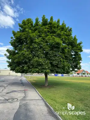 Norway Maple Tree