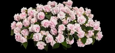 Rockapulco Appleblossom Double Impatiens