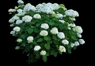 Incrediball Smooth Hydrangea