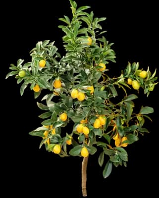 Nagami Kumquat Tree