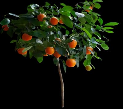 EasyPeel Clementine Tree