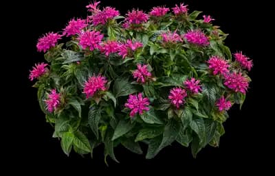 Pardon My Pink™ Bee Balm