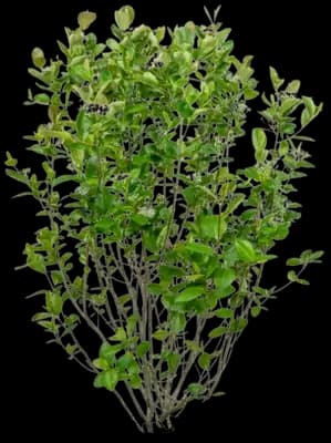 Aronia Black Chokeberry