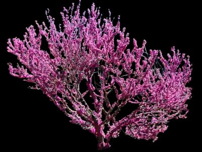 Don Egolf Redbud Tree