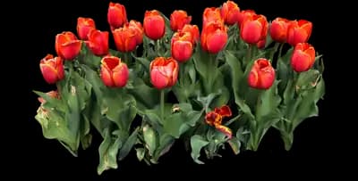 Tulip 'Powerhouse Triumph'