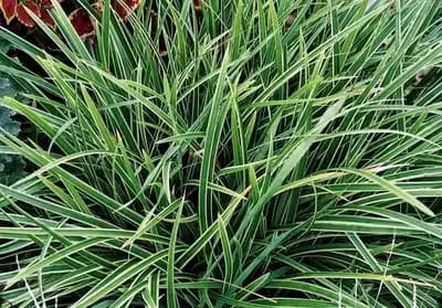 Ice Dance Sedge Plant