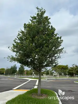Live Oak Tree