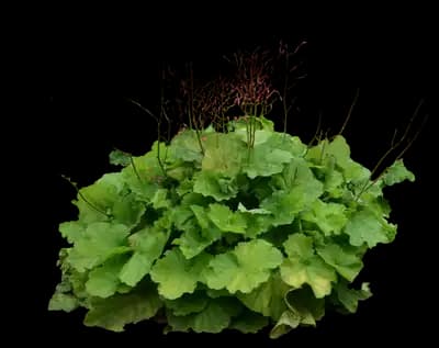 Primo® 'Pretty Pistachio' Coral Bells