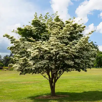 Dogwood Trees