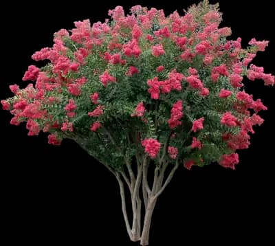 Tuscarora Crape Myrtle