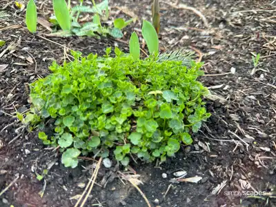 Serbian Bellflower Plant