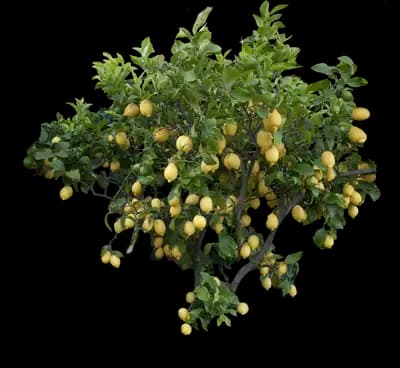 Eureka Lemon Tree