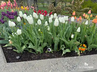 Tulips