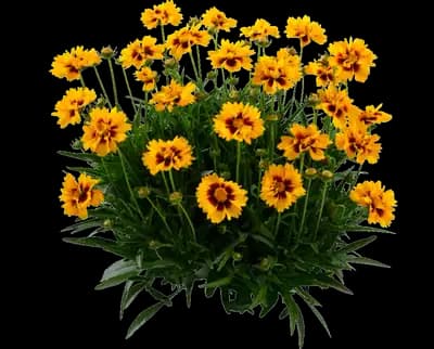 Solanna™ Sunset Bright Coreopsis grandiflora
