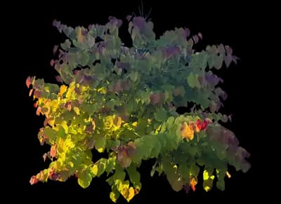 Flame Thrower® Redbud Tree