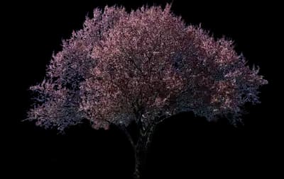 Newport Flowering Plum