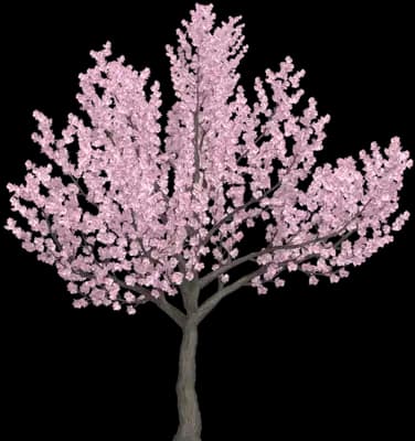 Japanese Flowering Kwanzan Cherry Tree