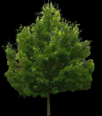 Sawtooth Oak Tree