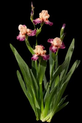 Dutch Iris