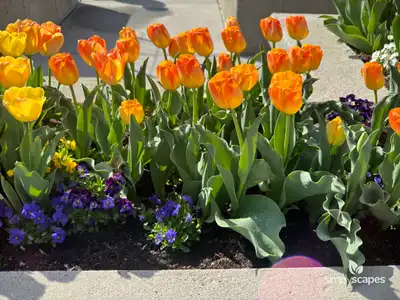 Tulip 'Desert Sun'