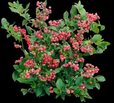 Pink Lemonade Blueberry Bush