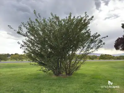 Plum Tree