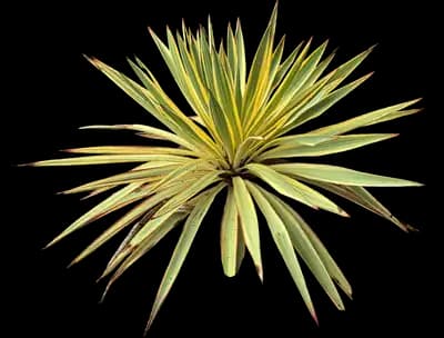 Bright Edge Yucca Plant