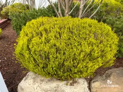 Rosemary